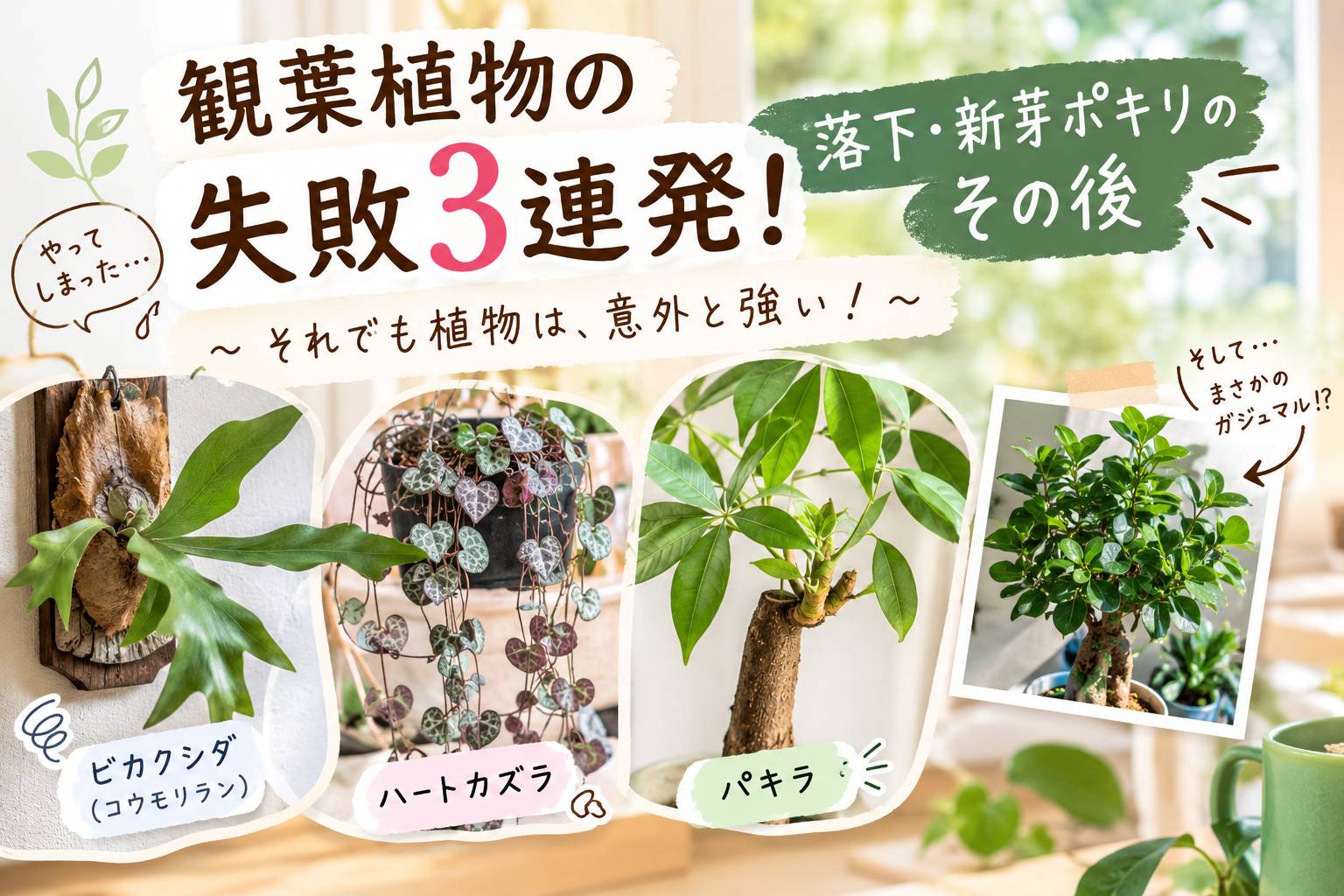 コウモリラン、ハートカズラ、ハートカズラ、パキラなど、元気に育っていたのに悲しい姿に。